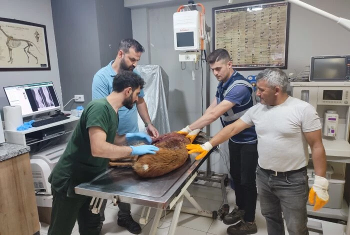 YARALI KARACA TEDAVİSİ YAPILDIKTAN SONRA KORUMA ALTINA ALINDI